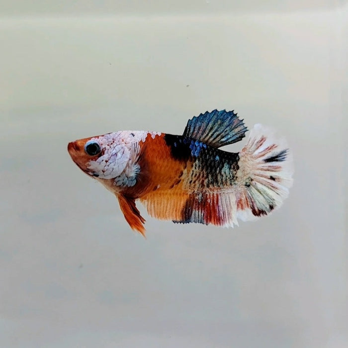 Galaxy Koi Female Betta Fish GK-0267