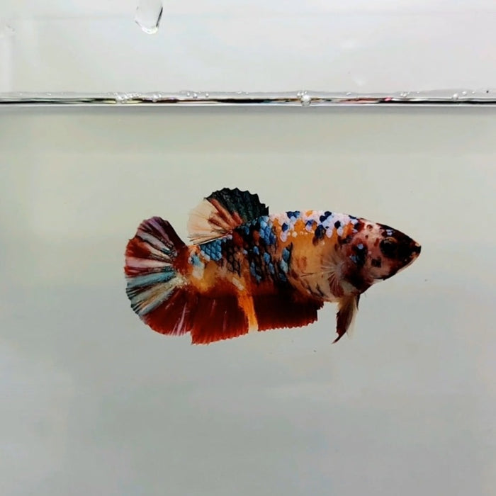 Galaxy Koi Male Betta Fish GK-0269