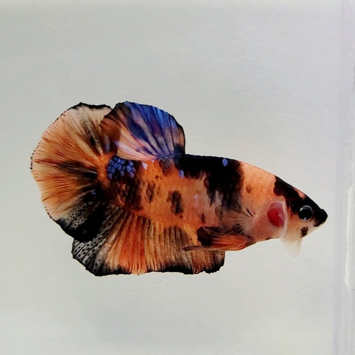 Giant Galaxy Koi Male Betta Fish GB-0274