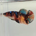 Giant Galaxy Koi Female Betta Fish GB-0275