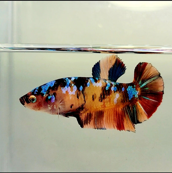 Giant Galaxy Koi Female Betta Fish GB-0276