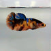 Giant Galaxy Koi Male Betta Fish GB-0285
