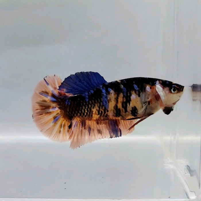 Giant Galaxy Koi Female Betta Fish GB-0286