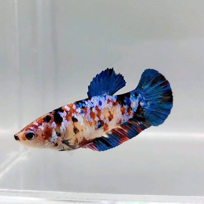 Giant Galaxy Koi Female Betta Fish GB-0287