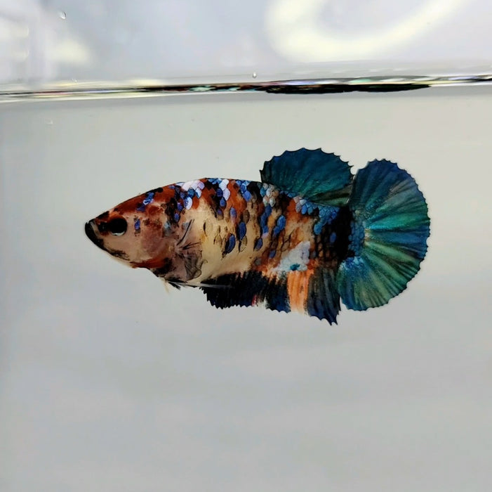 Galaxy Koi Female Betta Fish GB-0289