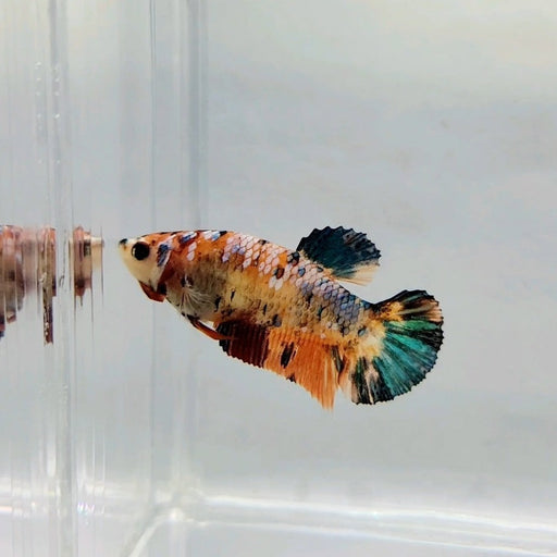 Galaxy Koi Female Betta Fish GK-0290