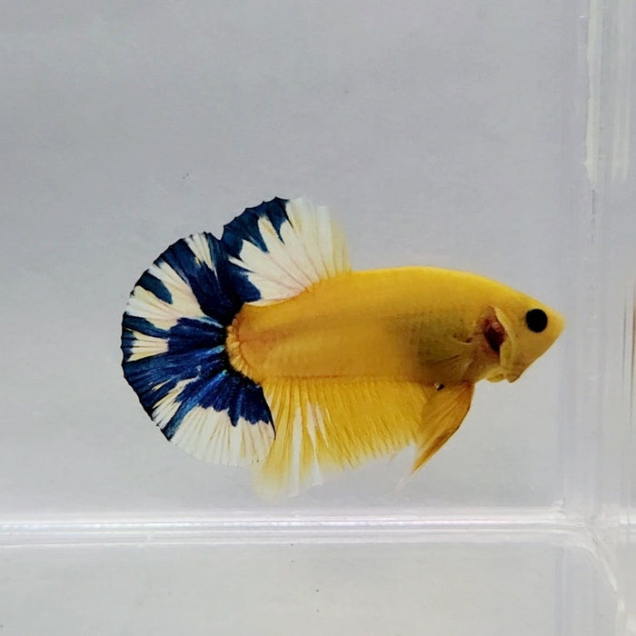 Yellow Hellboy Male Betta Fish YH-0297