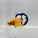 Yellow Hellboy Male Betta Fish YH-0298