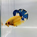 Yellow Hellboy Male Betta Fish YH-0301