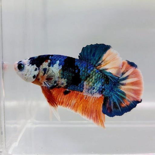 Galaxy Koi Male Betta Fish GK-0304