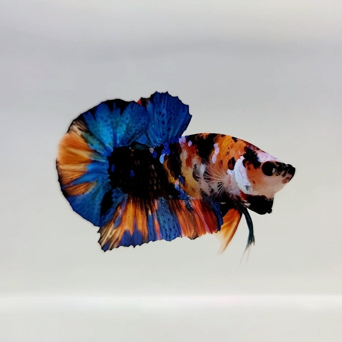 Galaxy Koi Male Betta Fish GK-0307