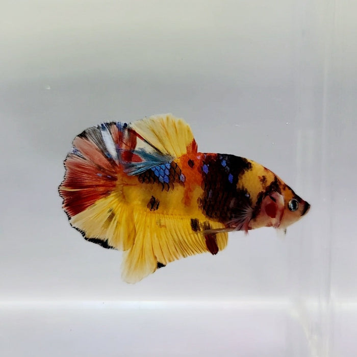 Galaxy Koi Male Betta Fish GK-0311