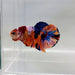 Galaxy Koi Male Betta Fish GK-0318