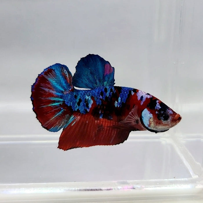 Galaxy Koi Male Betta Fish GK-0333