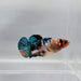 Galaxy Koi Female Betta Fish GK-0334