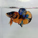 Galaxy Koi Male Betta Fish GK-0366