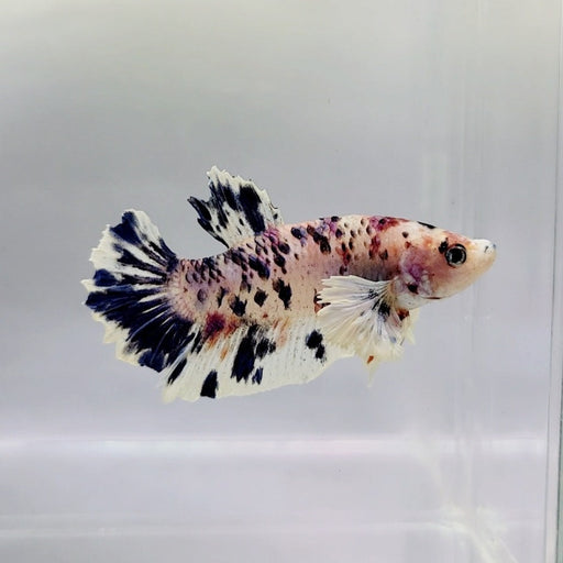 HMPK Dumbo Male Betta Fish DB-0349