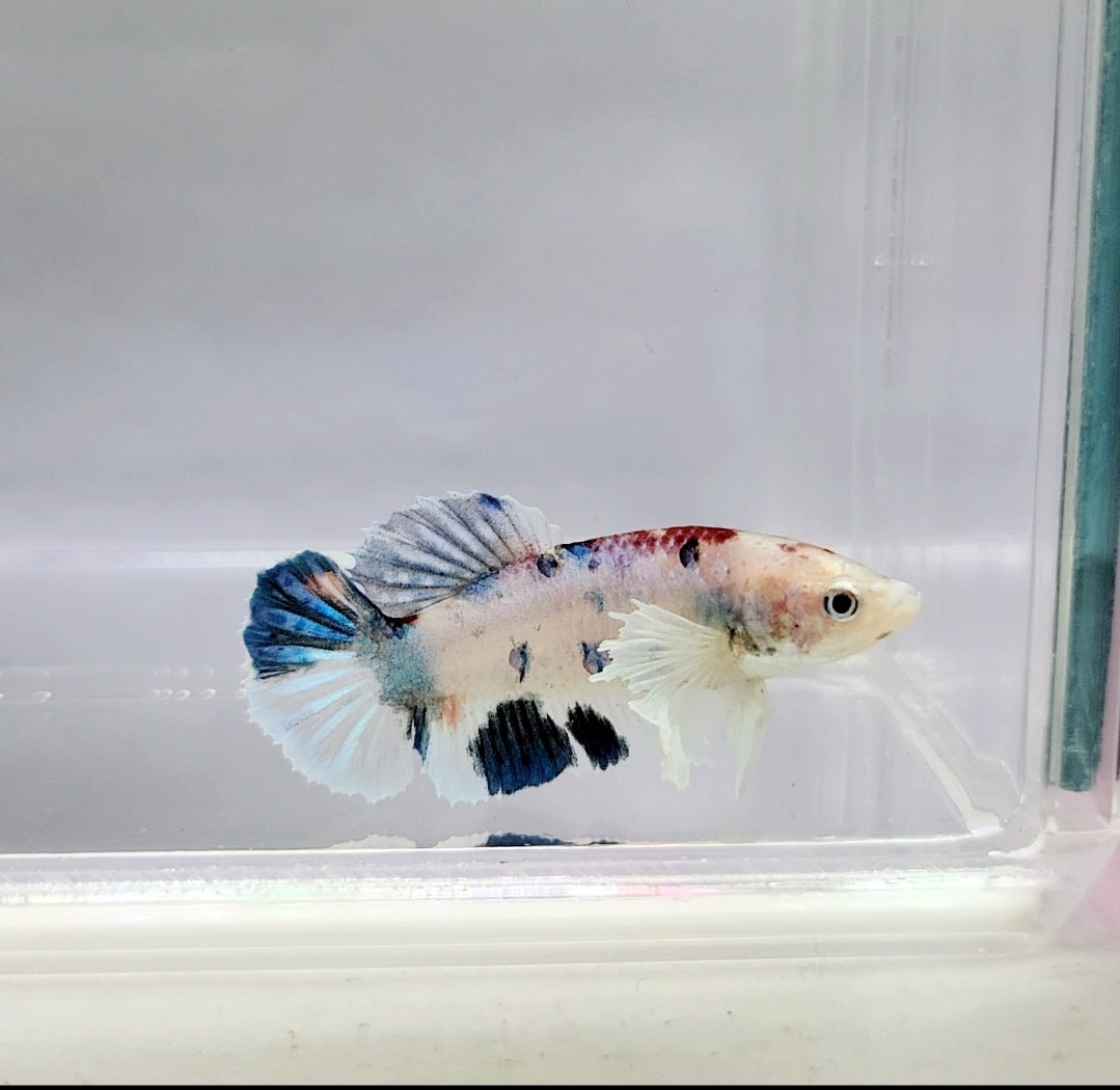 HMPK Dumbo Female Betta Fish DB0350 — JV Betta