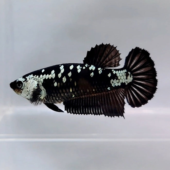 Black Samurai Female Betta Fish BS-0351