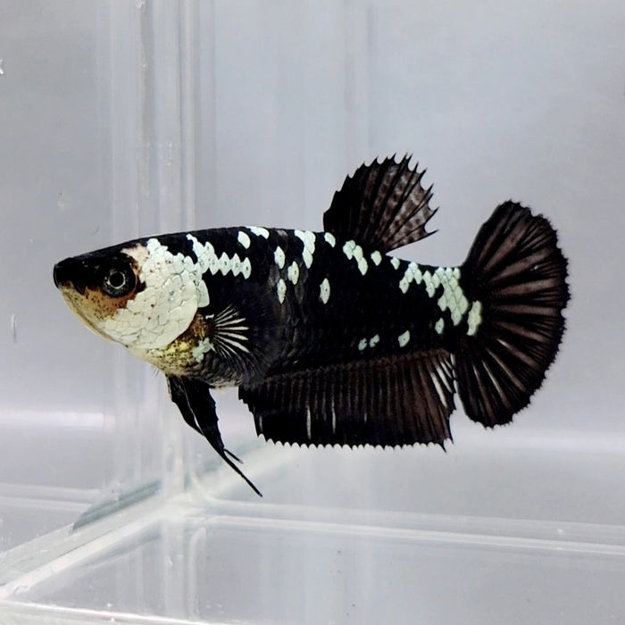 Black Samurai Female Betta Fish BS-0353