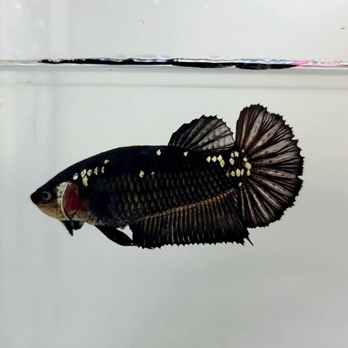 Black Samurai Female Betta Fish BS-0355