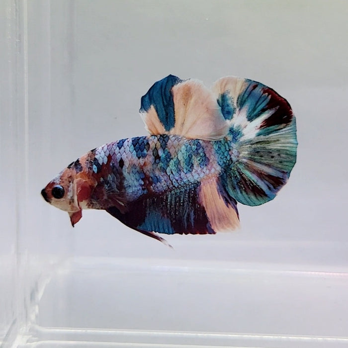 Galaxy Koi Male Betta Fish GK-0358