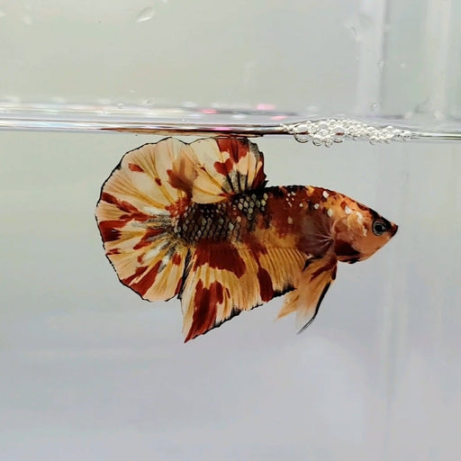 Tiger Copper Koi Betta Fish CK-0359 