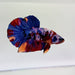 Galaxy Koi Male Betta Fish GK-0360