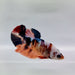 Galaxy Koi Female Betta Fish GK-0363
