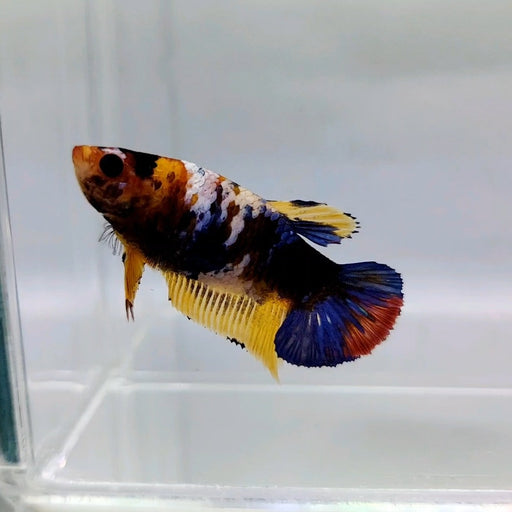 Galaxy Koi Female Betta Fish GK-0364
