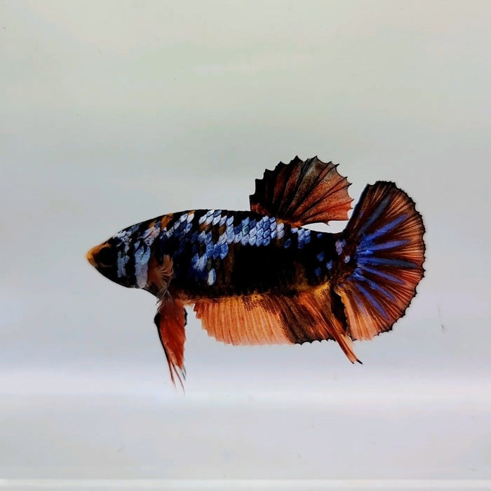 Galaxy Koi Female Betta Fish GK-0366