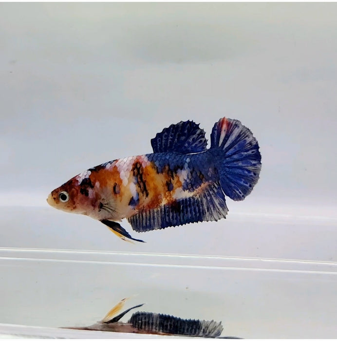 Galaxy Koi Female Betta Fish GK-0367