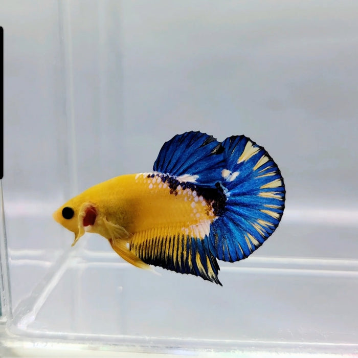 Yellow Hellboy Male Betta Fish YH-0368