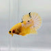 Yellow Hellboy Male Betta Fish YH-0369