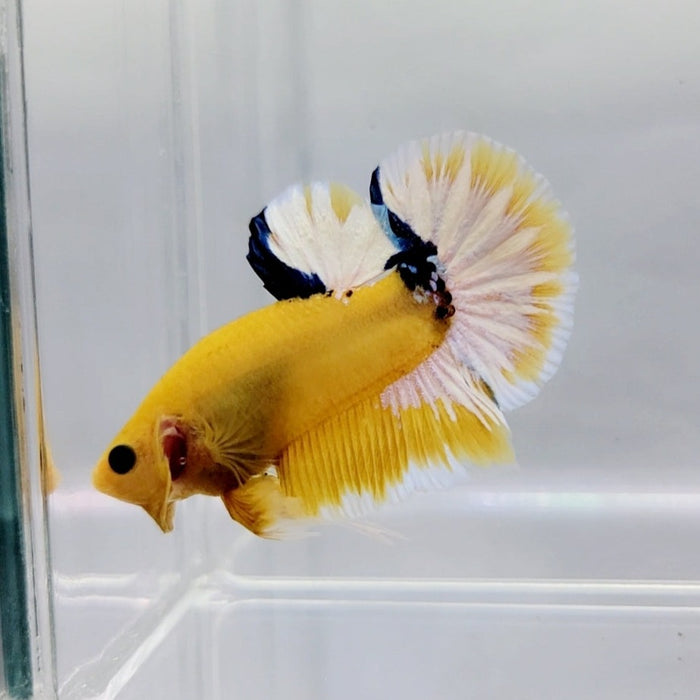 Yellow Hellboy Male Betta Fish YH-0370