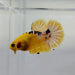 Yellow Hellboy Male Betta Fish YH-0371
