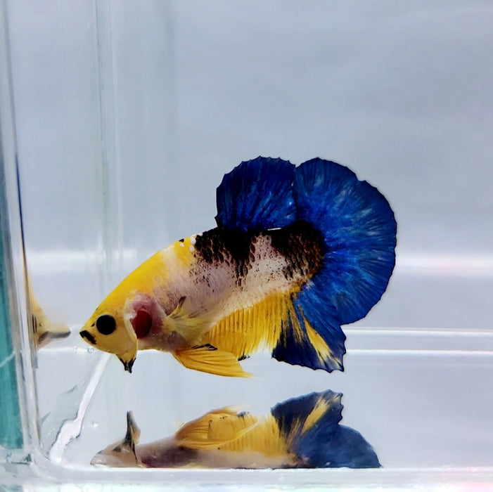 Yellow Hellboy Male Betta Fish YH-0376
