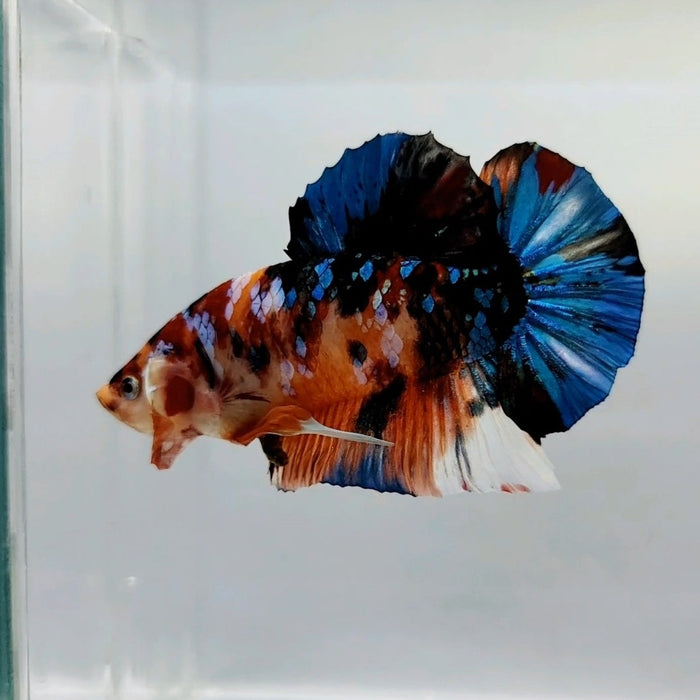 Giant Gakaxy Koi Male Betta Fish GB-0376