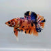 Giant Gakaxy Koi Male Betta Fish GB-0378
