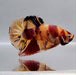 Giant Gakaxy Koi Male Betta Fish GB-0384