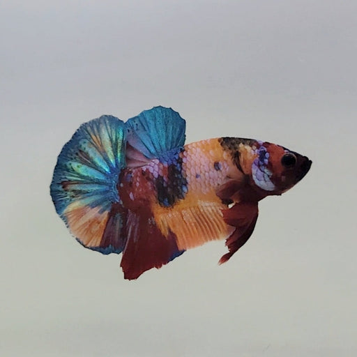 Galaxy Koi Male Betta Fish GK-0386