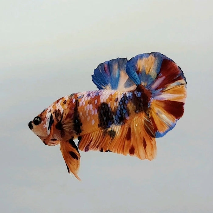 Galaxy Koi Male Betta Fish GK-0393