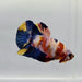 Galaxy Koi Male Betta Fish GK-0395