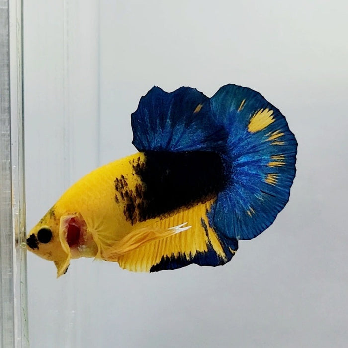 Yellow Hellboy Male Betta Fish YH-0396