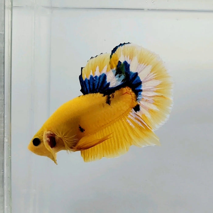 Yellow Hellboy Male Betta Fish YH-0397