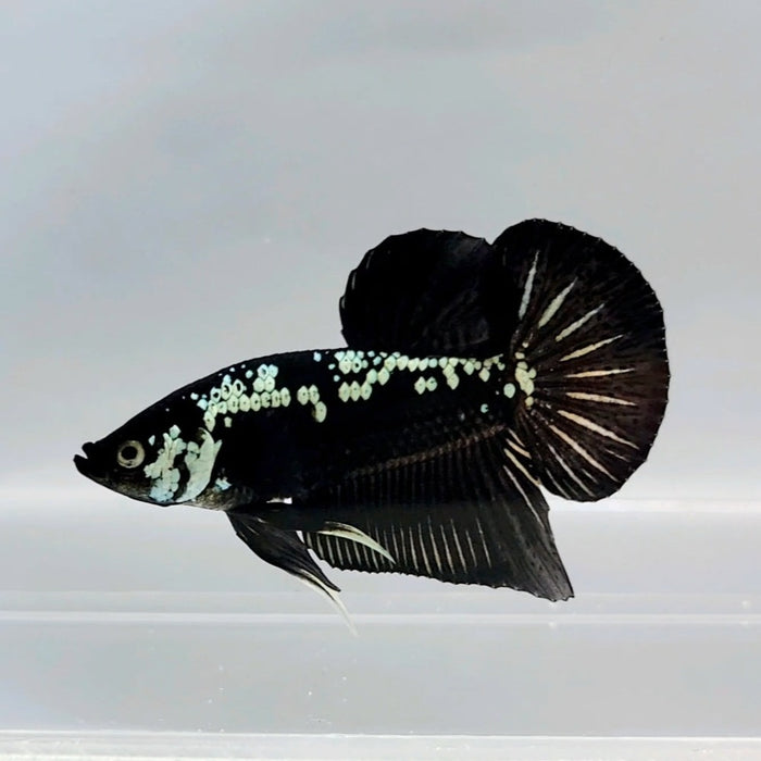 Black Mamba Male Betta Fish BS-0399