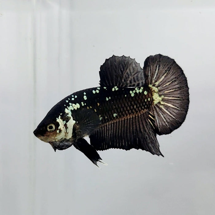 Black Mamba Male Betta Fish BS-0401