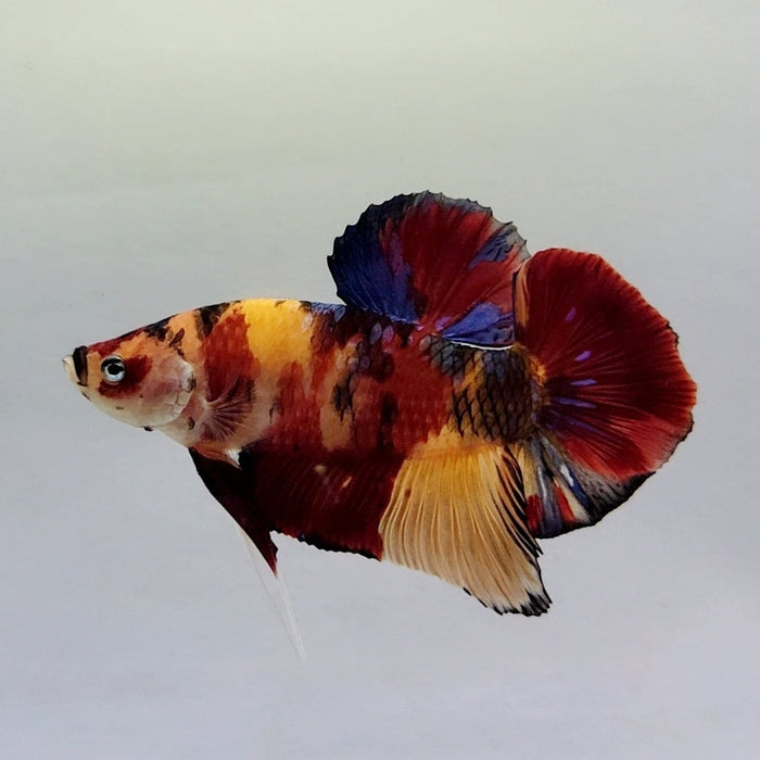 Giant Galaxy Koi Male Betta Fish GB-0405