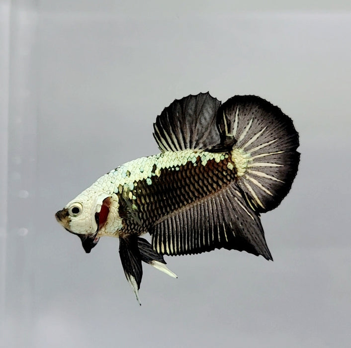 Black Mamba Male Betta Fish BS-0412