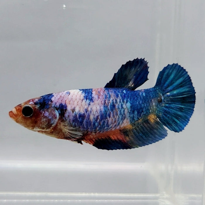Galaxy Koi Female Betta Fish GK-0416